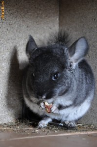 Chinchilla Black Velvet mascul 7 luni foto