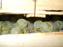Vand struguri de masa en gros 1E\Kg foto