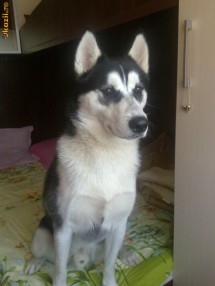 Husky pentru monta foto