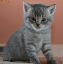 british shorthair silver tabby cu scottish tigrisor pui de pisica pisicute Whiskas foto