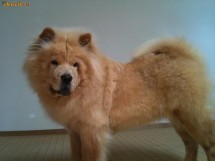 Monta Chow chow femela foto