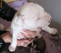 amstaff foto