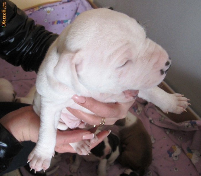 amstaff foto mare